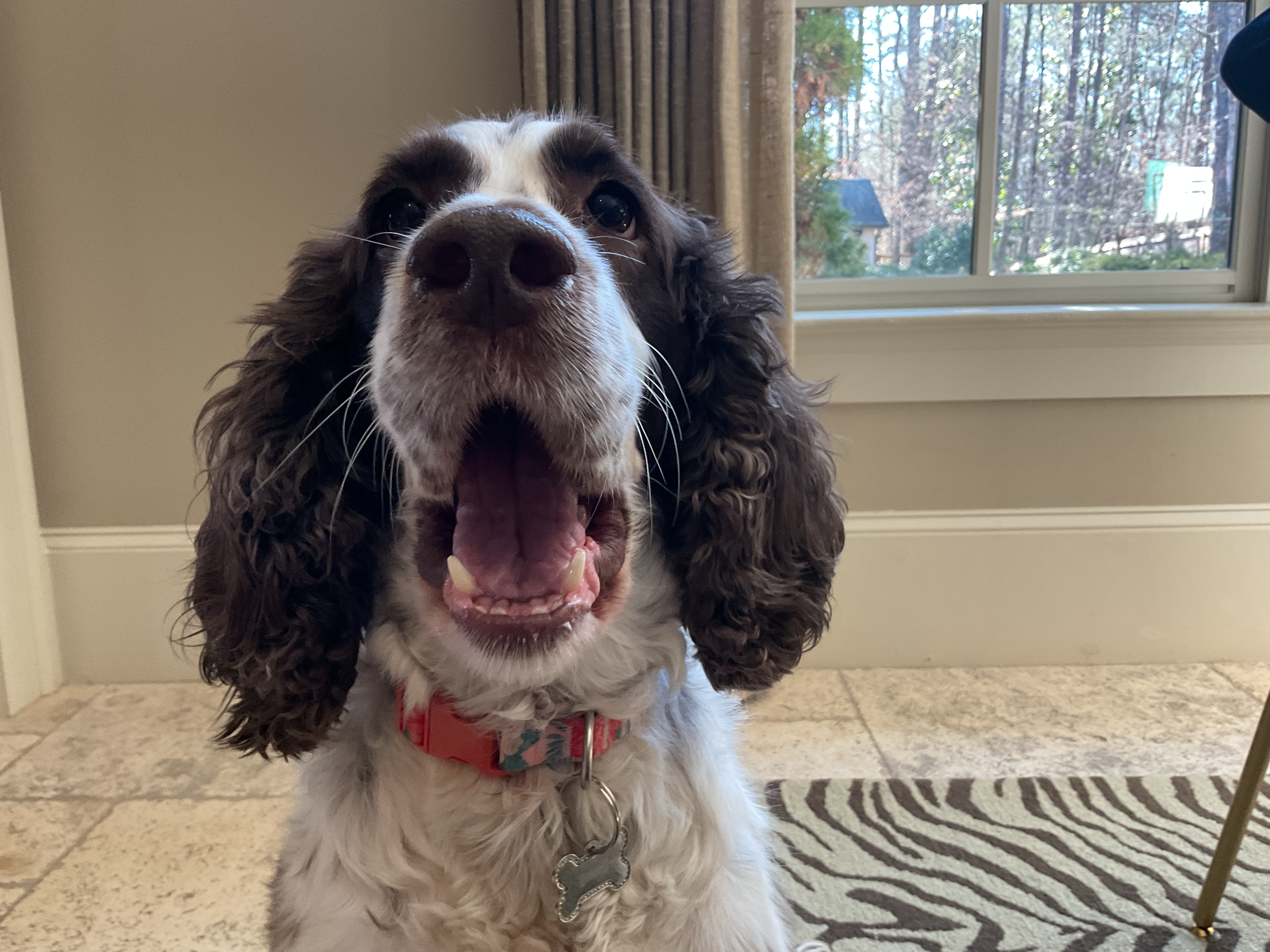 Coco